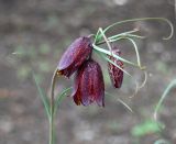 Fritillaria ruthenica