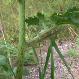Xanthium strumarium. Часть побега с основанием листа. Амурская обл., Бурейский р-н, окр. с. Виноградовка, долина р. Асташиха, песчаная почва. 25.07.2016.