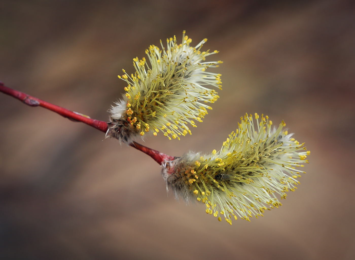 Image of Salix acutifolia specimen.