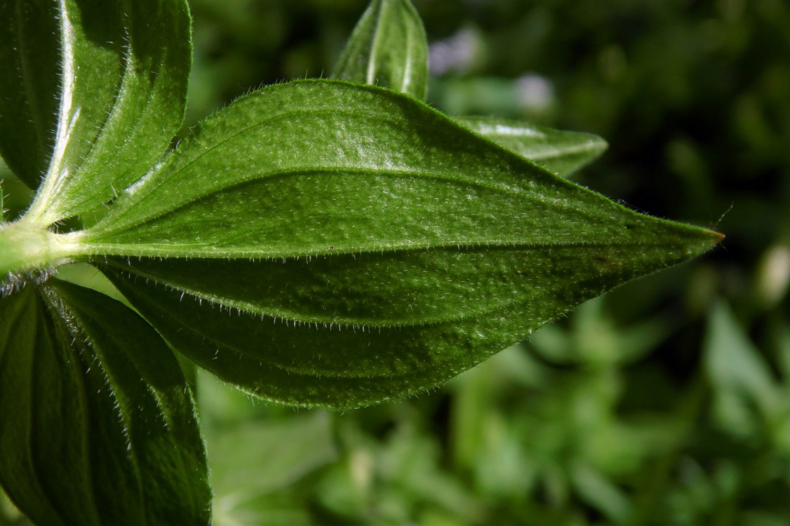 Изображение особи Asperula caucasica.
