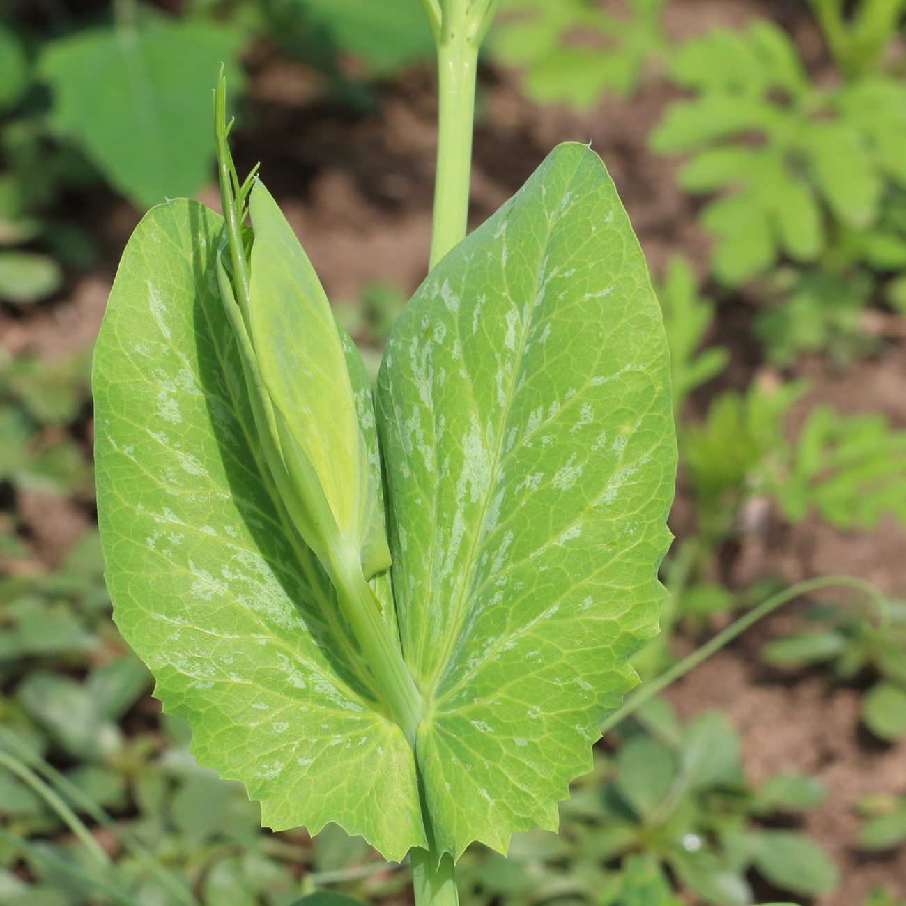 Изображение особи Pisum sativum.