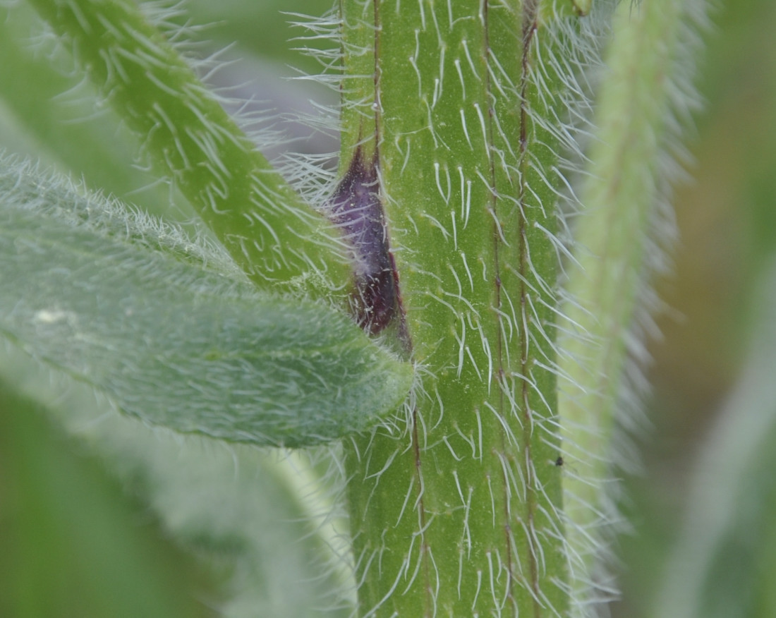 Изображение особи Anchusa azurea.