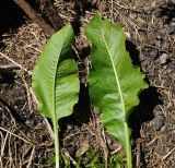 Armoracia rusticana