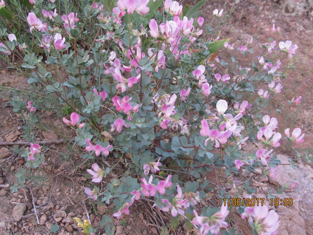 Image of Lotus gebelia specimen.