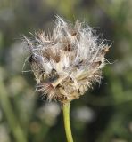 Centaurea immanuelis-loewii