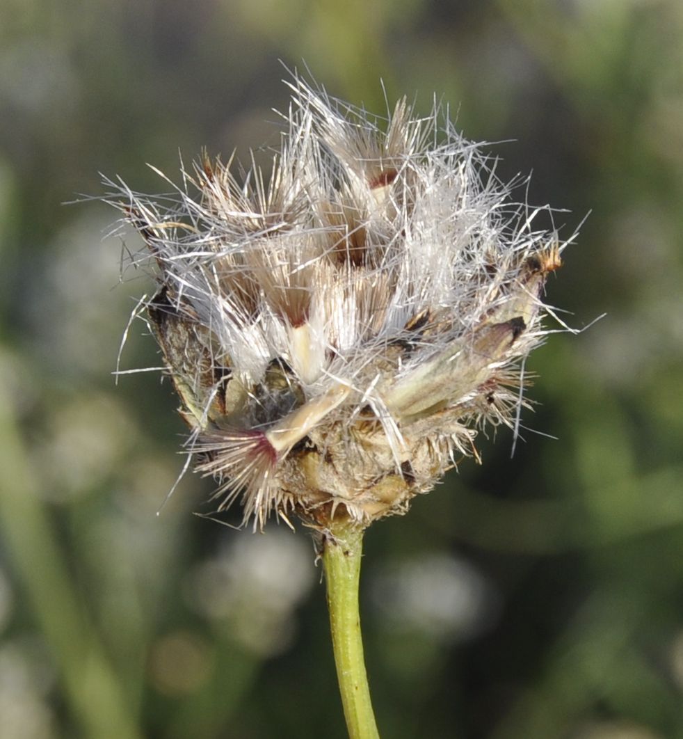 Image of Centaurea immanuelis-loewii specimen.