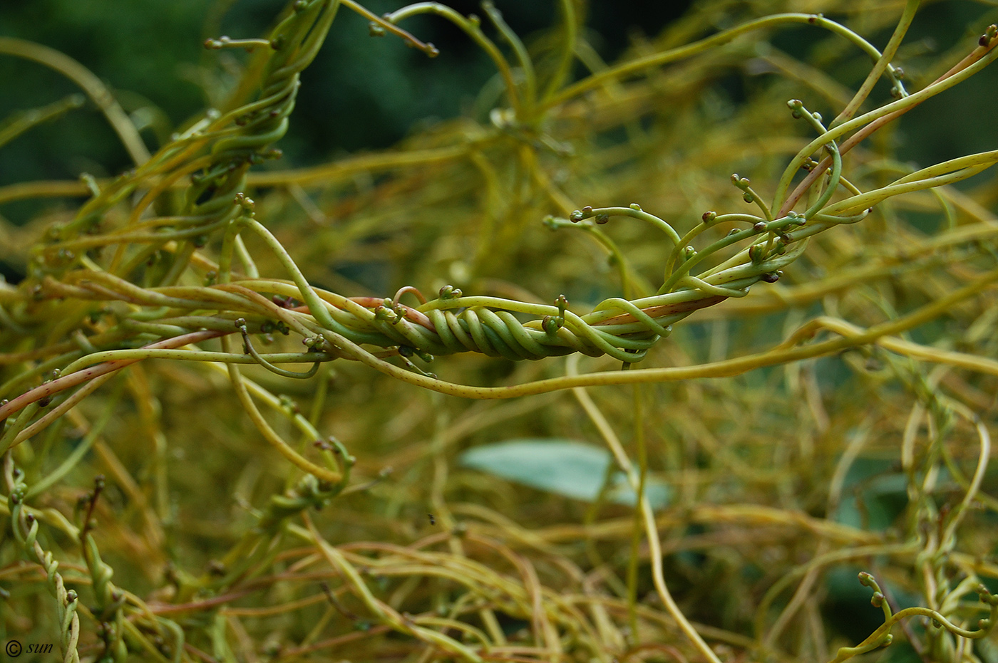 Image of Cuscuta monogyna specimen.