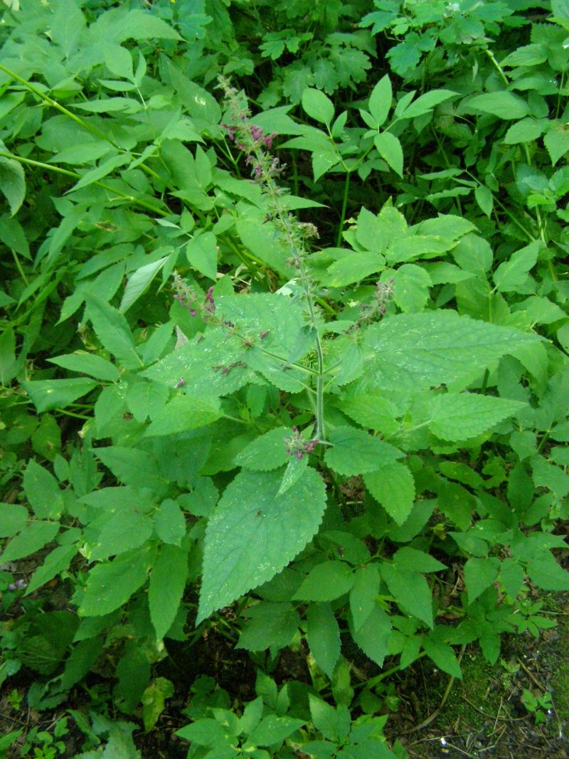 Изображение особи Stachys sylvatica.