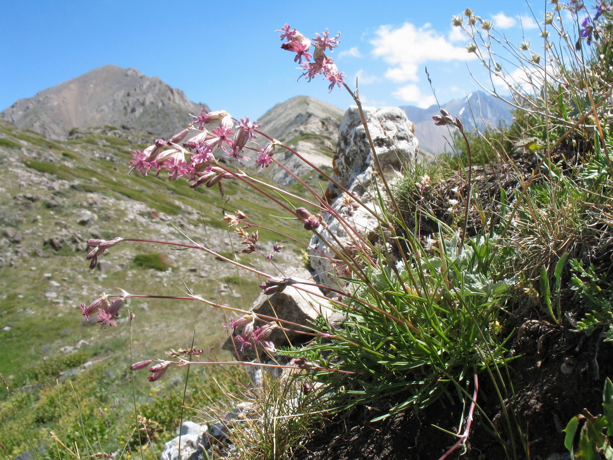 Изображение особи Silene graminifolia.