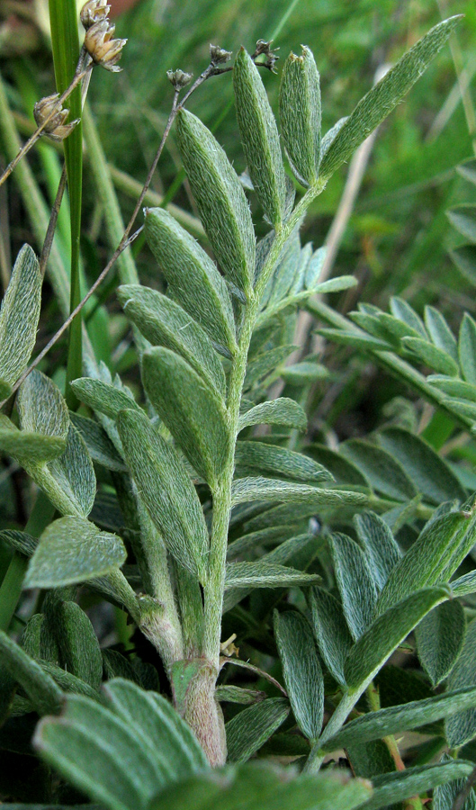 Image of Astragalus glaucus specimen.