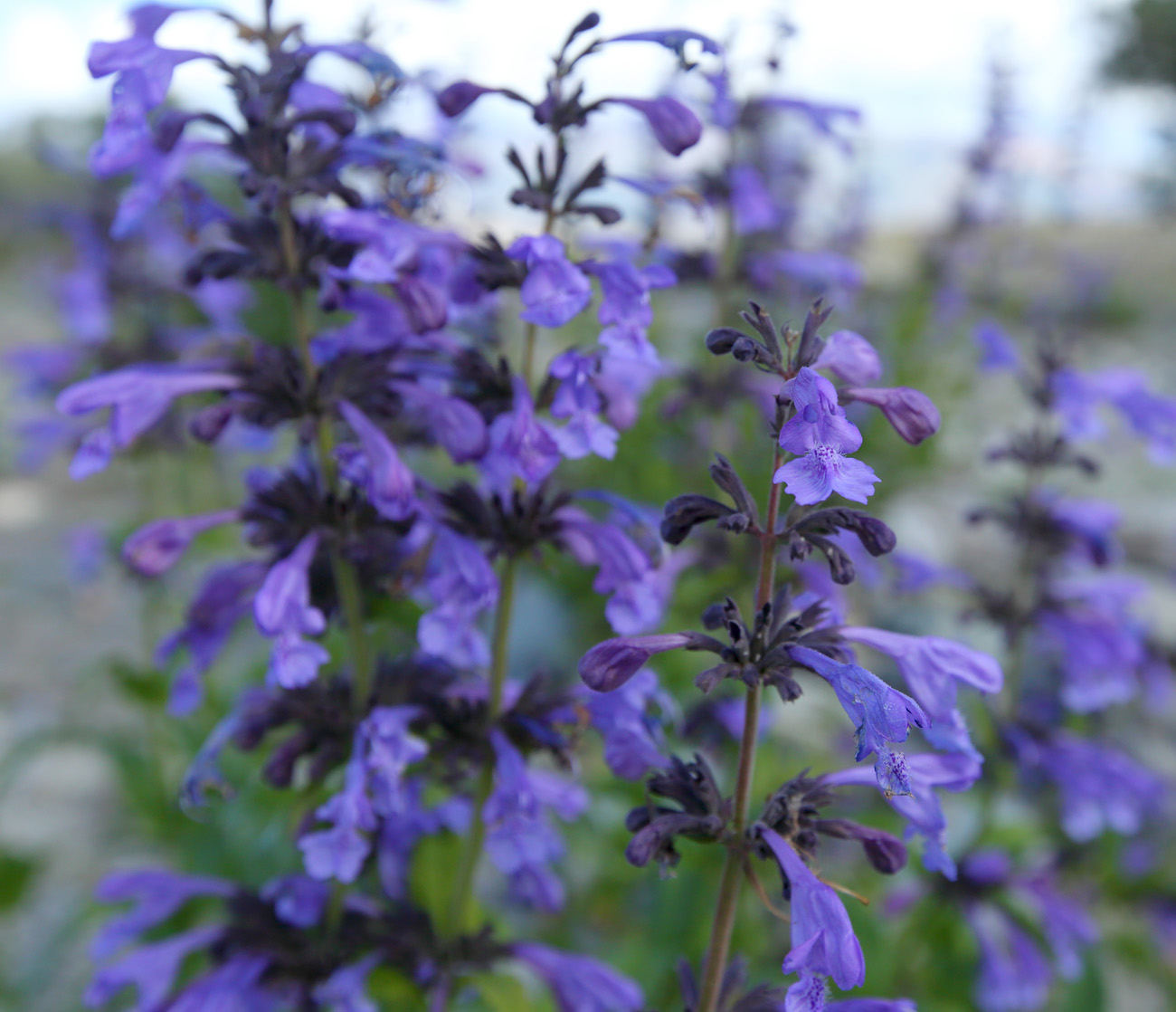 Image of Nepeta sibirica specimen.