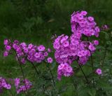 Phlox paniculata. Верхушки цветущего растения (лустья поражены мучнисторосяным грибом Golovinomyces magnicellulatus). Московская обл., Раменский р-н, окр. дер. Хрипань, садовый участок. 14.08.2017.