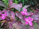 Barleria obtusa