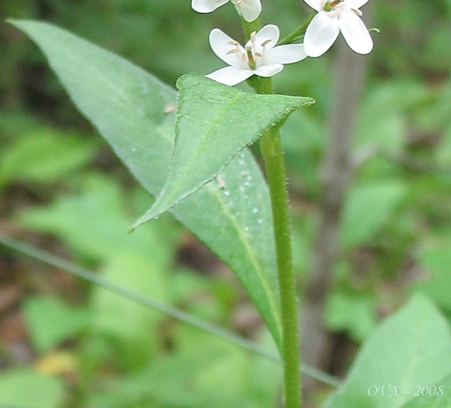 Image of Lysimachia clethroides specimen.