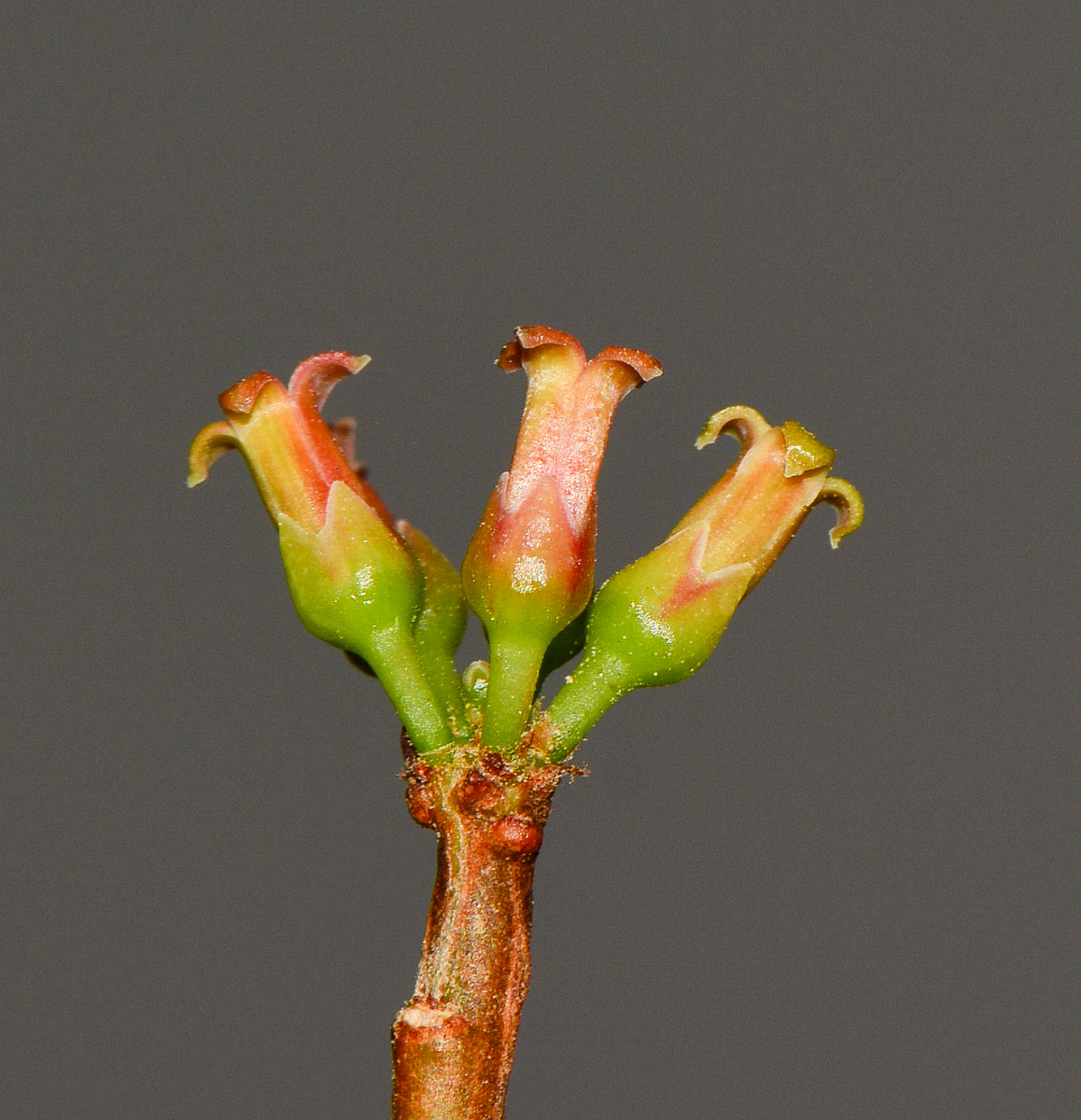 Image of Commiphora habessinica specimen.