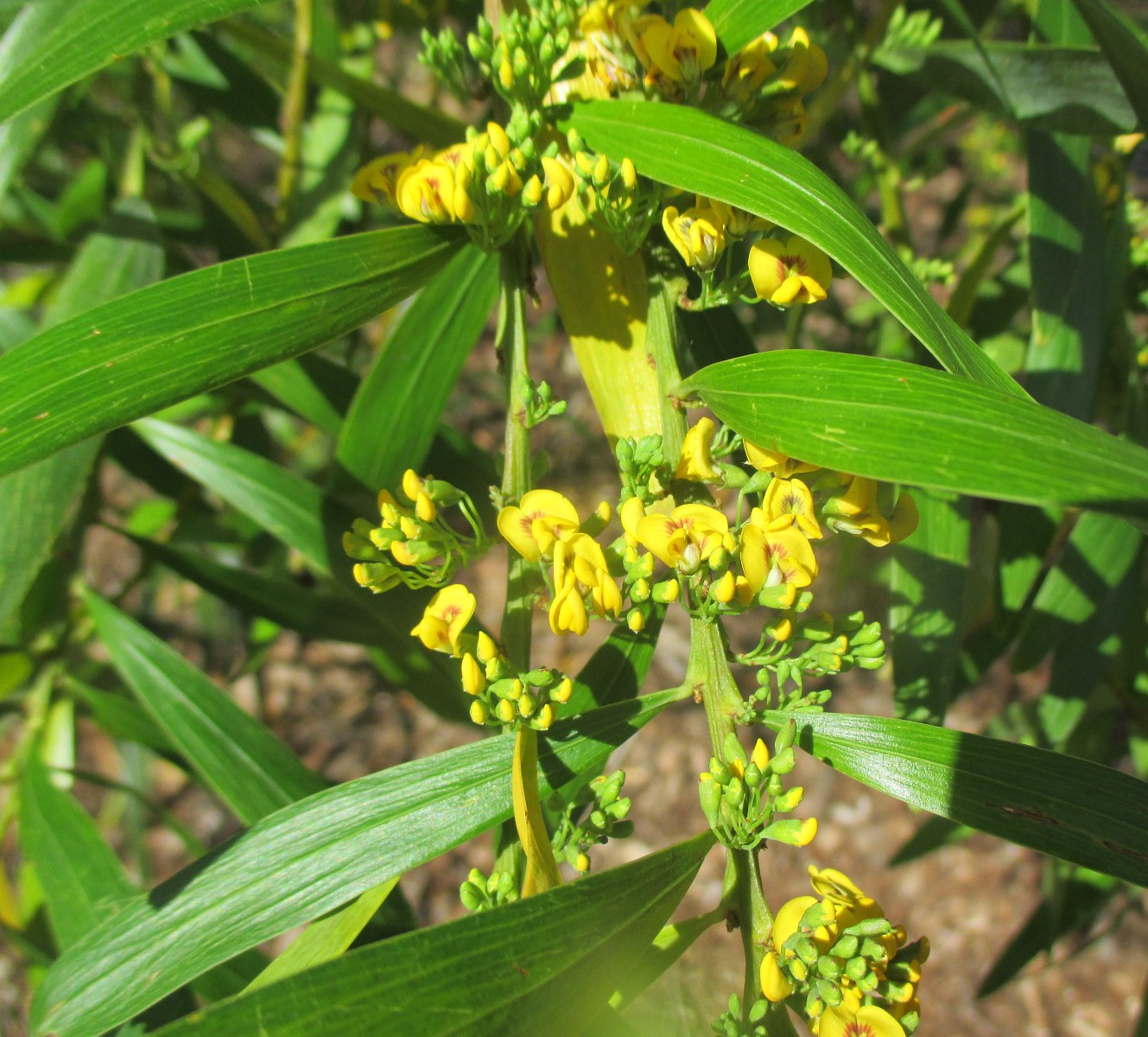 Image of Daviesia arborea specimen.