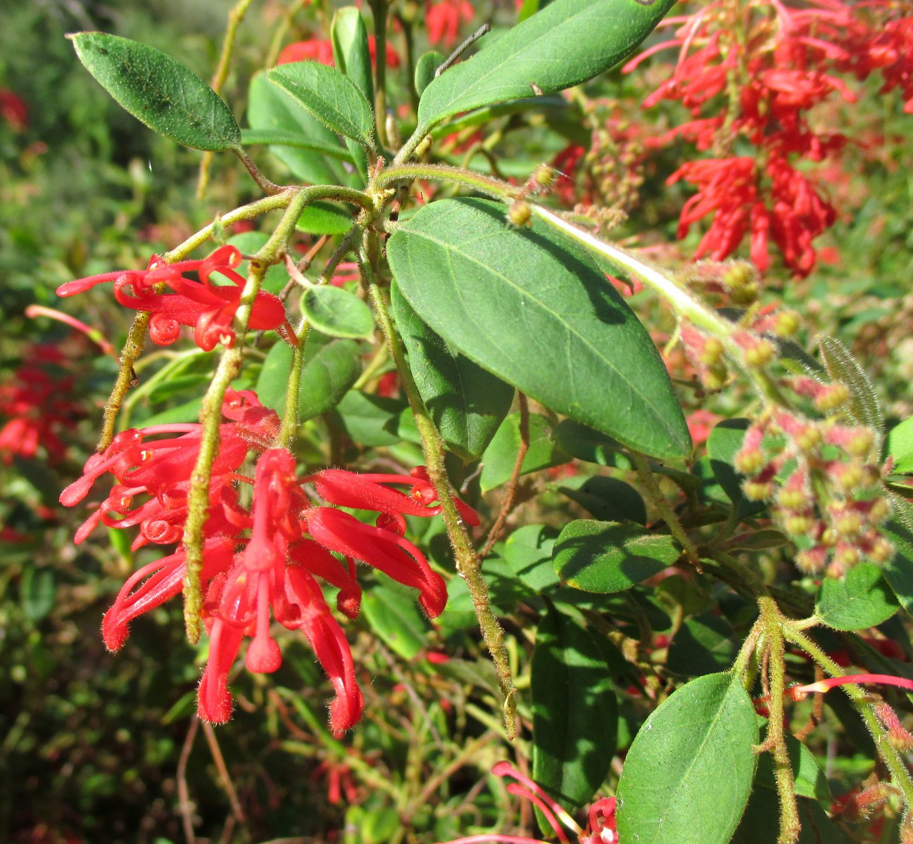 Изображение особи Grevillea rhyolitica.