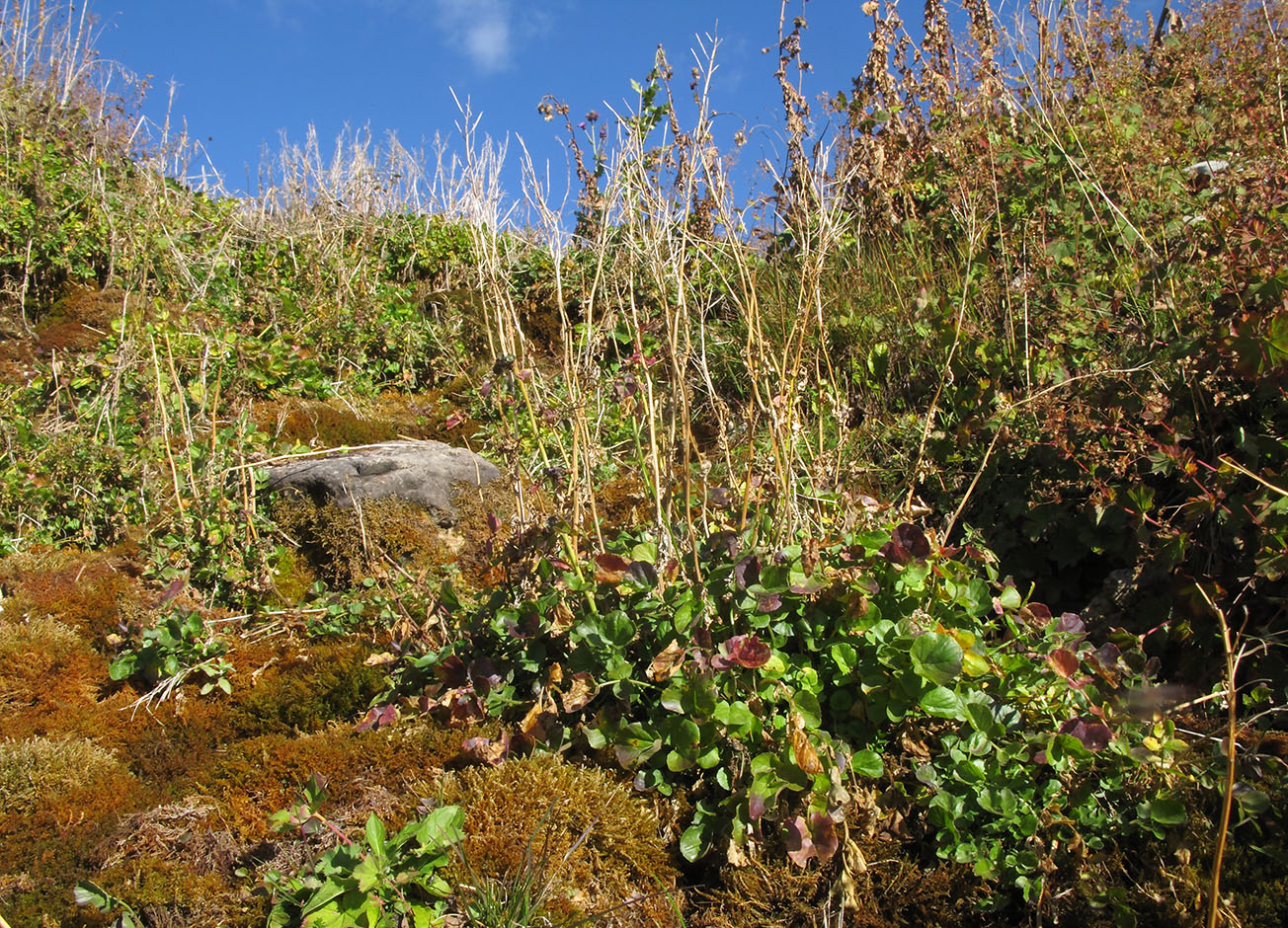 Image of Cardamine seidlitziana specimen.
