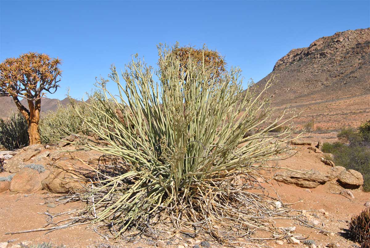 Изображение особи Euphorbia dregeana.