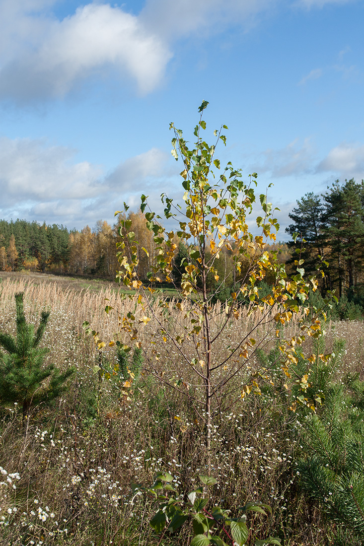 Изображение особи Betula pendula.