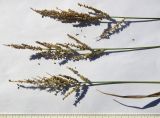 Echinochloa occidentalis