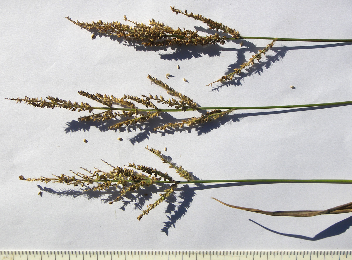 Image of Echinochloa occidentalis specimen.