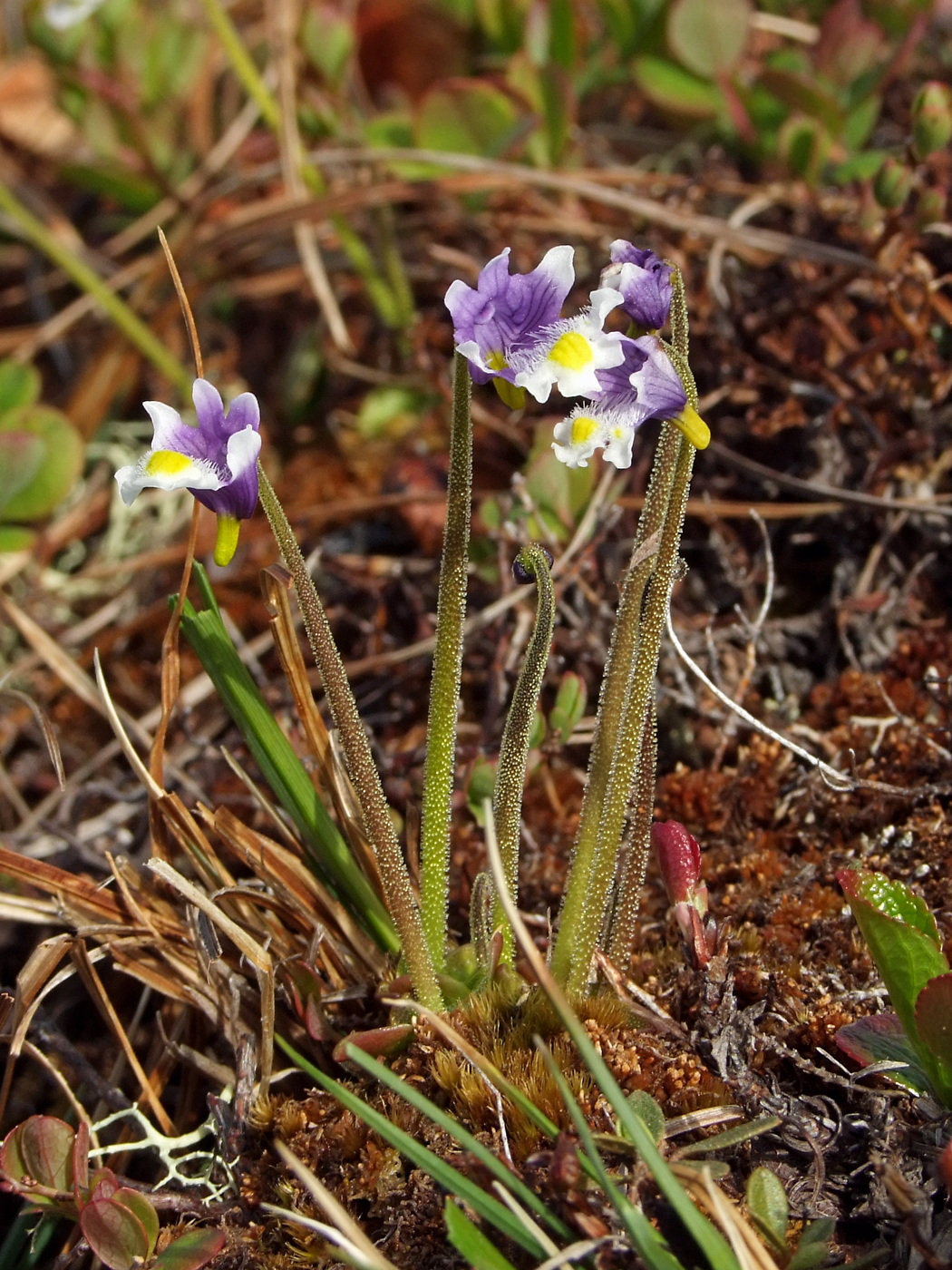 Изображение особи Pinguicula spathulata.