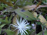 Epiphyllum hookeri. Цветок, бутон и побеги. Австралия, г. Брисбен, частная застройка, полуодичавшее. 14.11.2017.