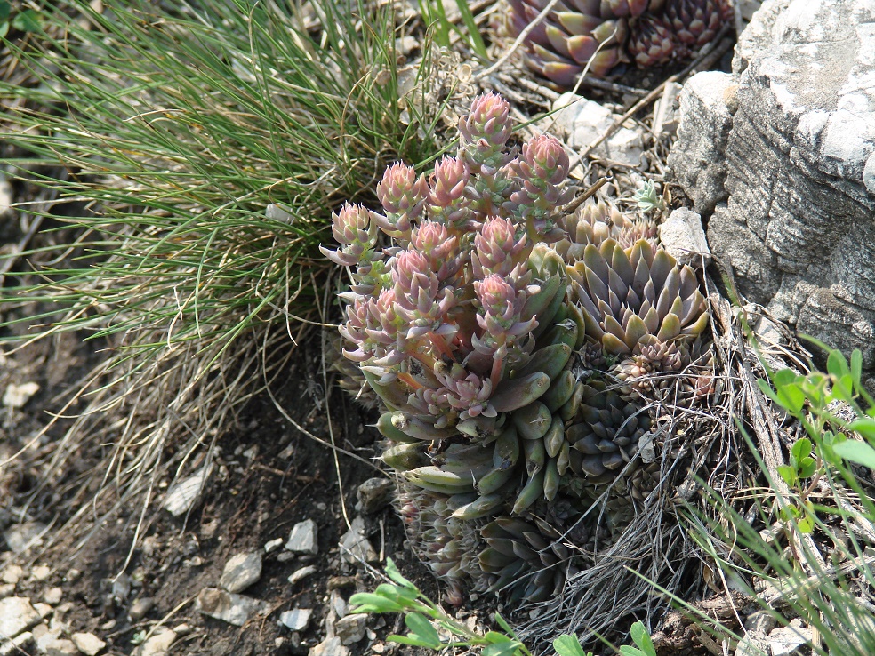 Image of Orostachys spinosa specimen.