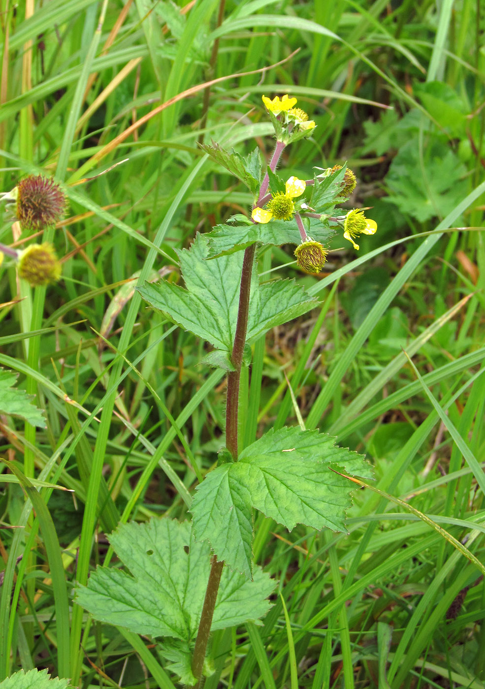 Image of Geum macrophyllum specimen.