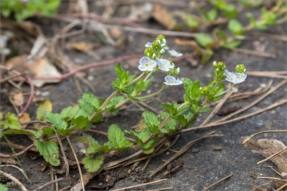 Image of Veronica peduncularis specimen.