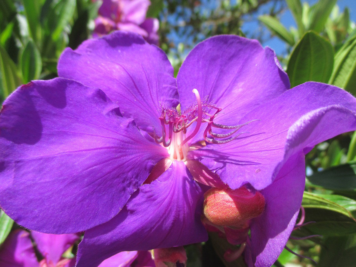 Изображение особи Tibouchina lepidota.