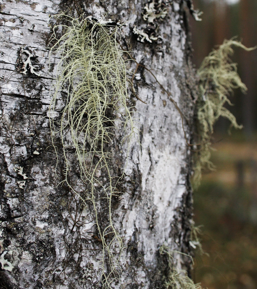 Image of genus Usnea specimen.