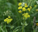 Bupleurum подвид aureum