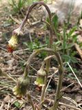 Tussilago farfara