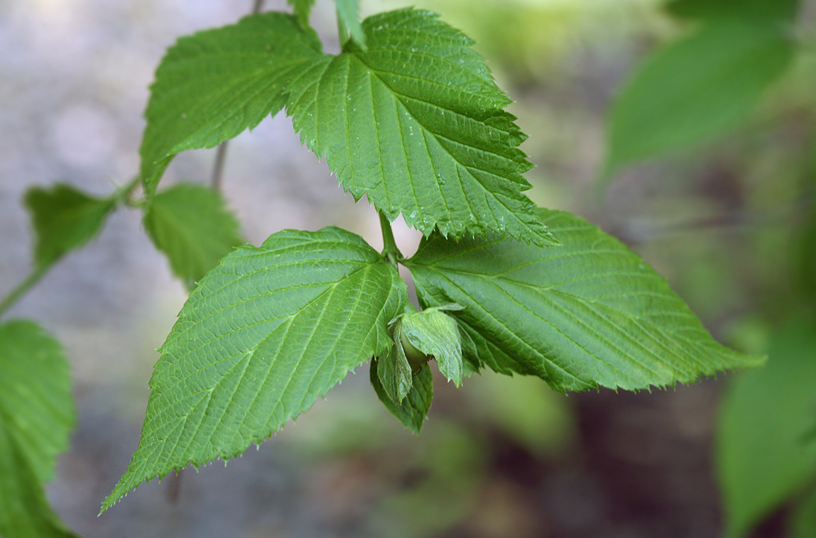 Image of Rhodotypos scandens specimen.