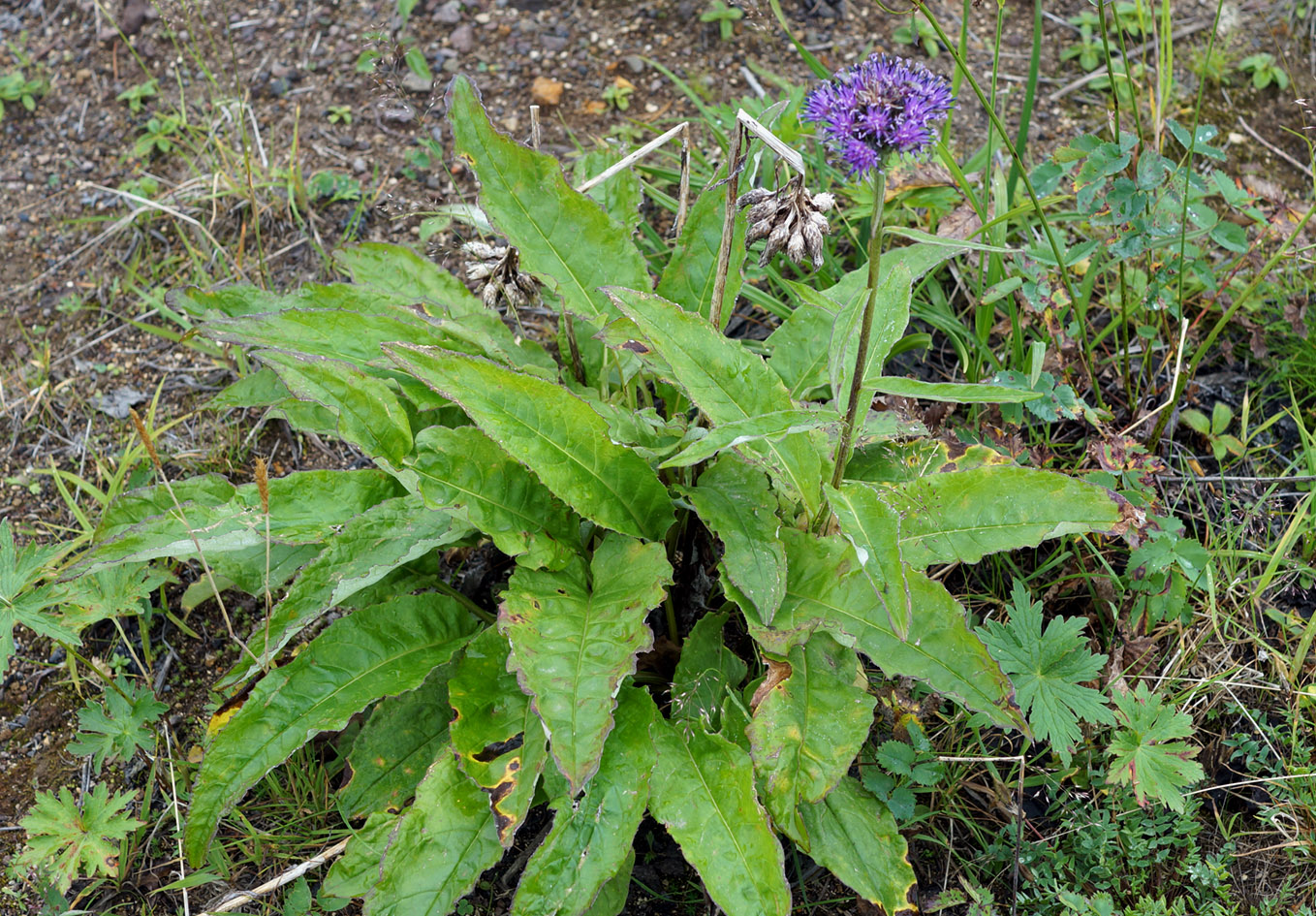 Изображение особи Saussurea pseudotilesii.