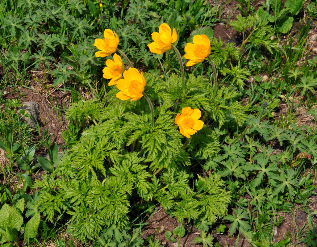 Изображение особи Pulsatilla aurea.