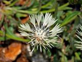 Centaurea cheiranthifolia. Соцветие. Абхазия, Рицинский реликтовый национальный парк, гора Агура, урочище Каменная Поляна, ≈ 2300 м н.у.м., осыпающийся склон. 14.07.2017.