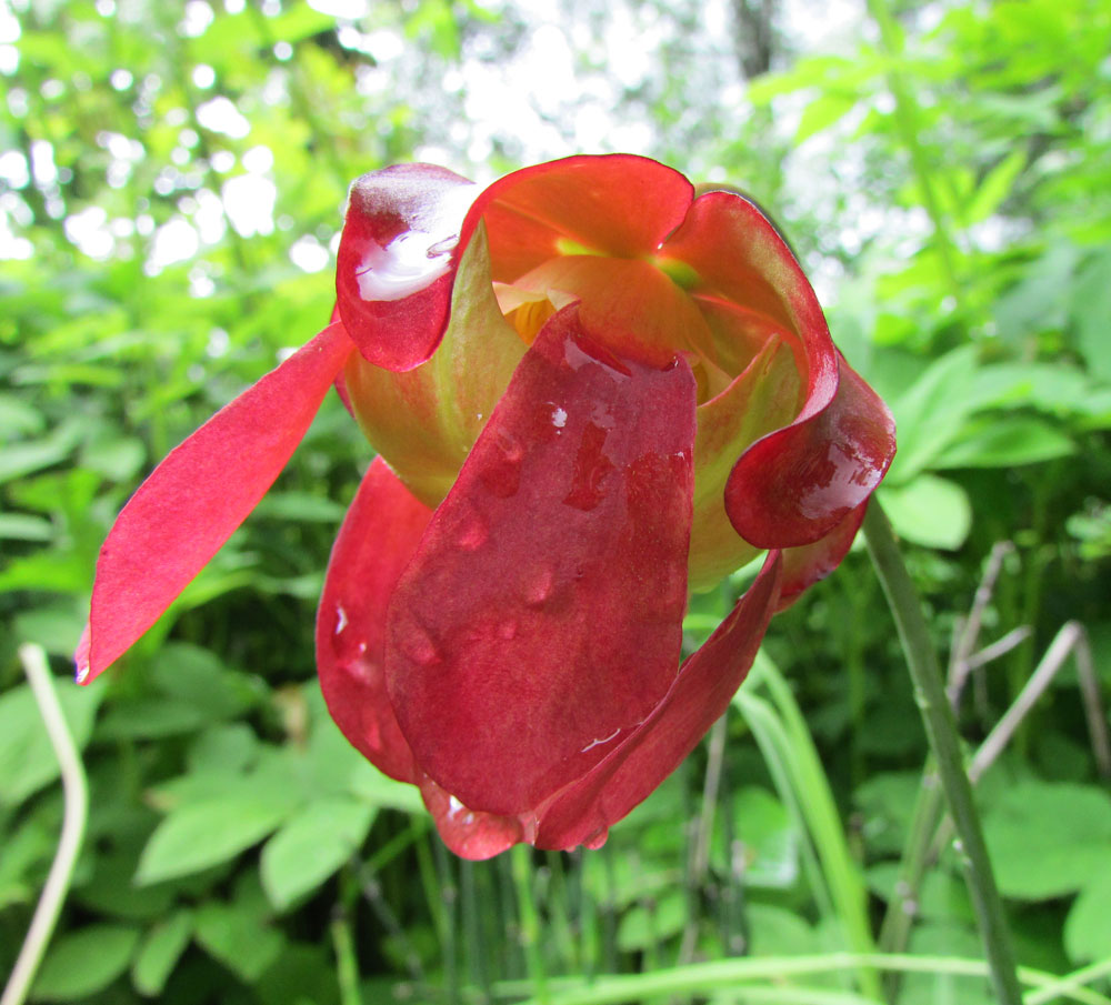 Image of Sarracenia purpurea specimen.