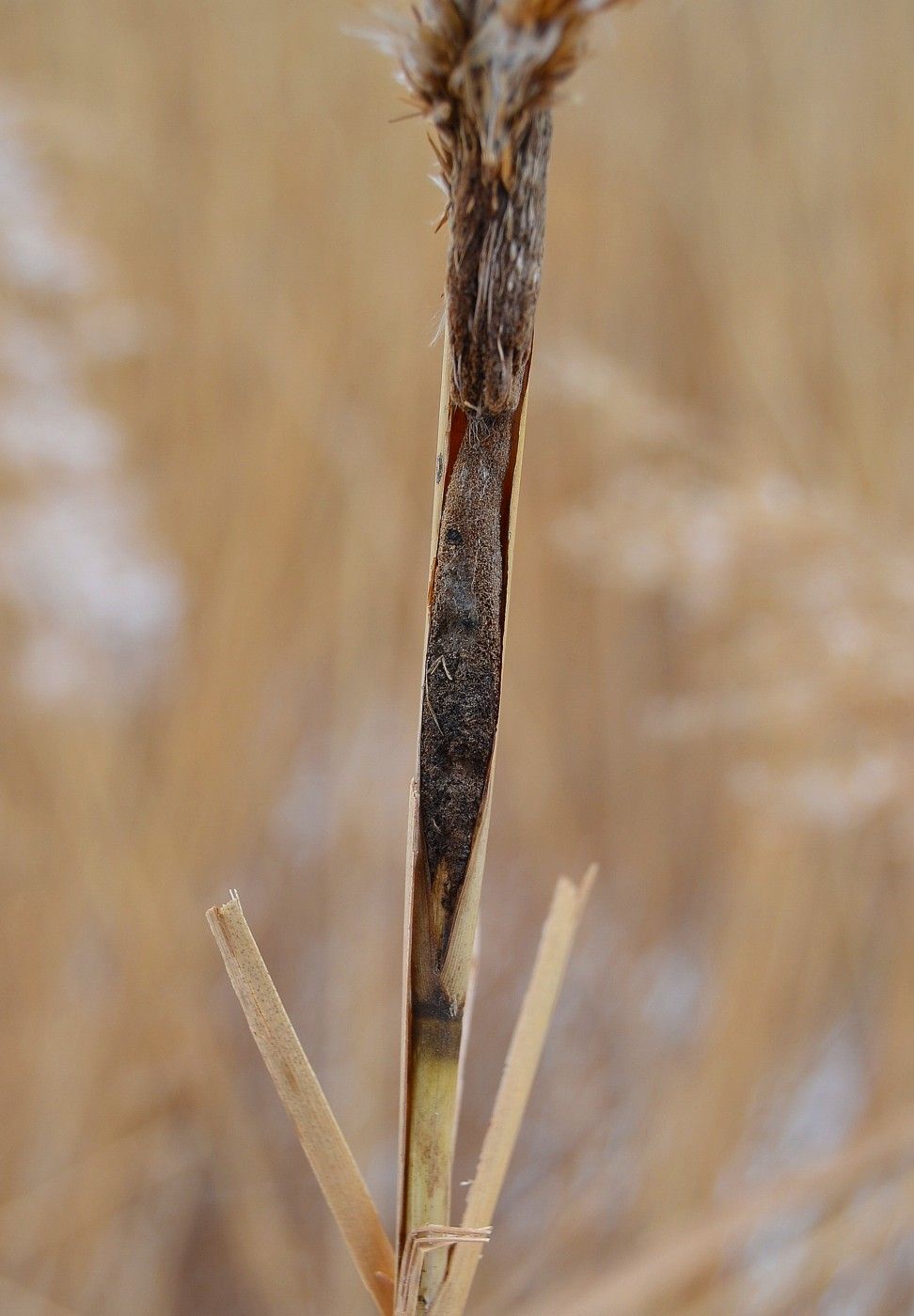 Изображение особи Phragmites australis.