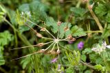 Erodium moschatum. Соплодие. Израиль, г. Бат-Ям, обочина дороги. 23.02.2018.