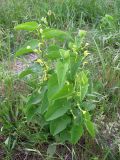 Aristolochia clematitis