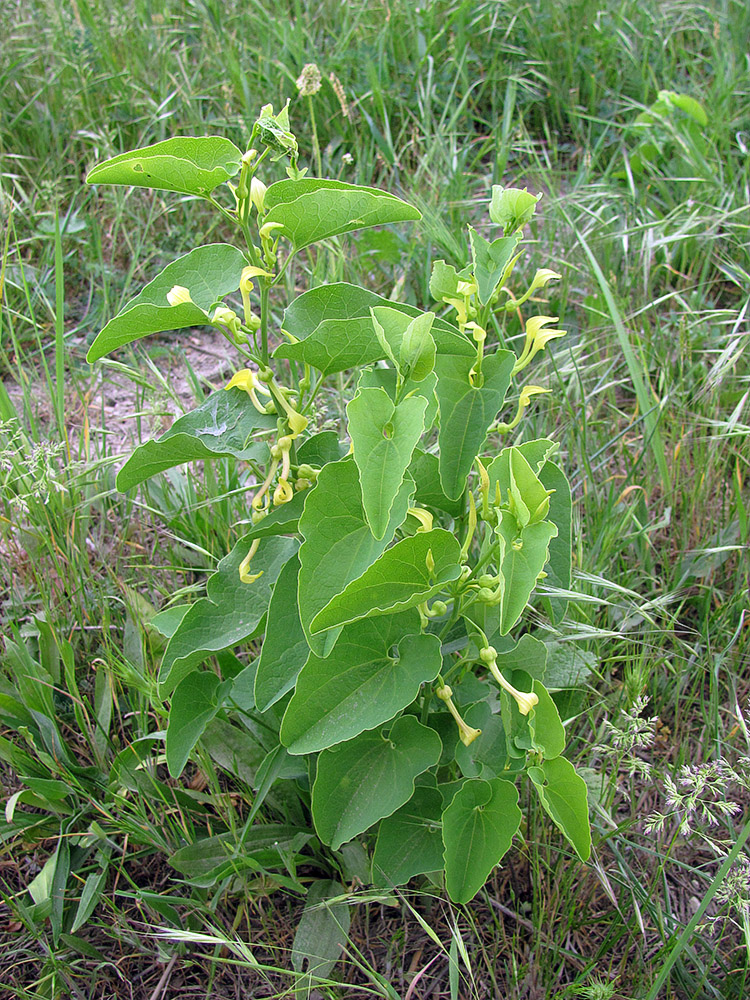 Image of Aristolochia clematitis specimen.