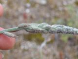 Astragalus подвид eupatoricus