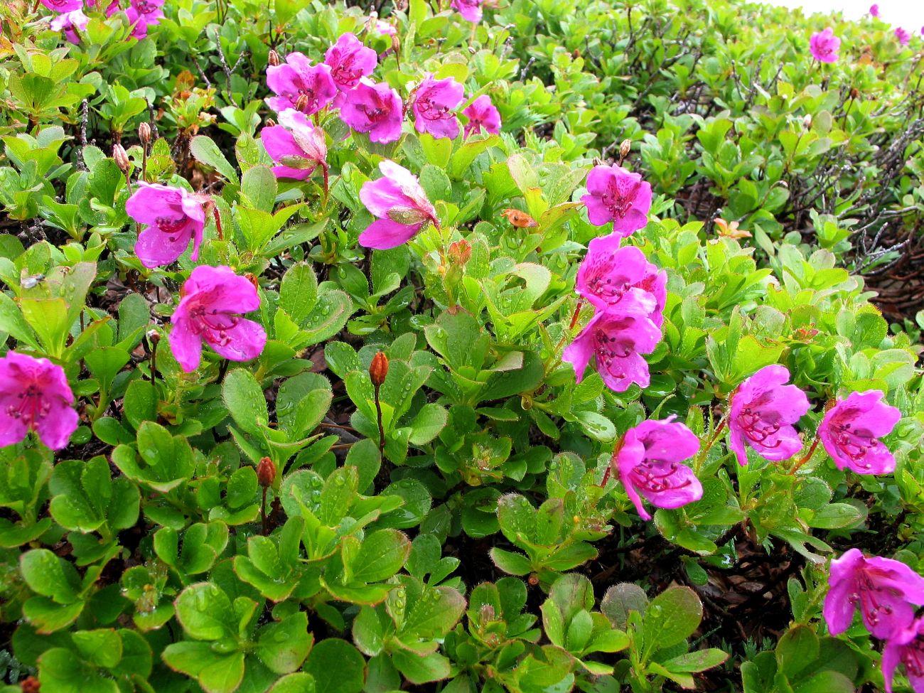 Image of Rhododendron camtschaticum specimen.