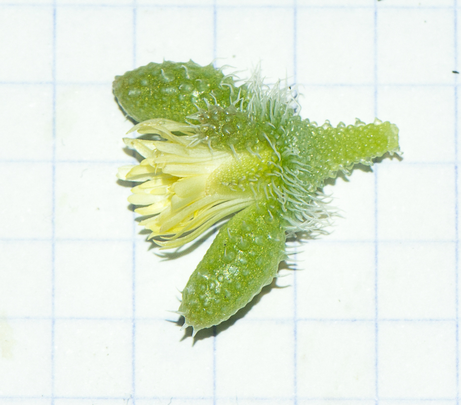 Image of Delosperma echinatum specimen.