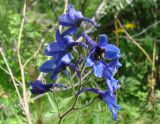 Delphinium elatum. Соцветие. Якутия, Мирнинский р-н, окр. пос. Светлый, берег р. Вилюй в р-не ГЭС. 31.07.2009.