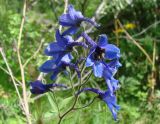 Delphinium elatum