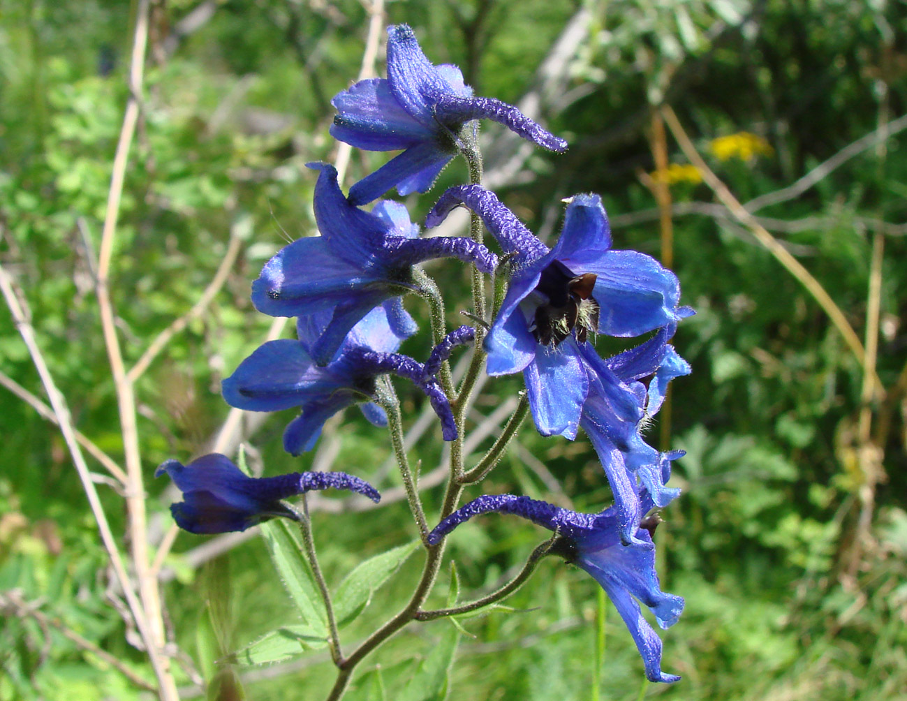 Изображение особи Delphinium elatum.